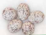 House Sparrow Eggs